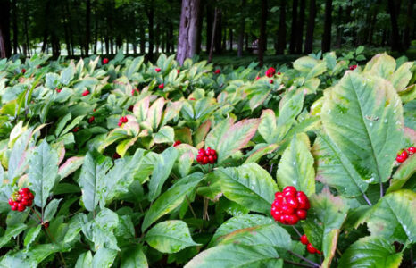 Conserving American Ginseng Image